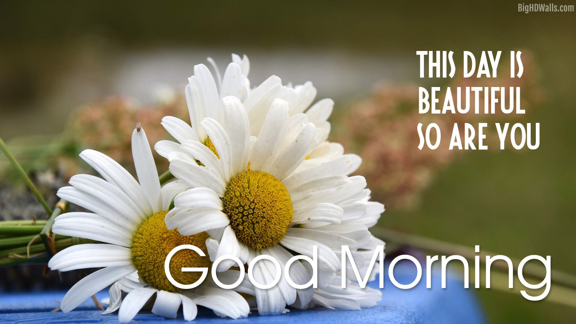 1920x1080 ... beautiful Good Morning Wishes flowers. Click on the images to enlarge  and download.