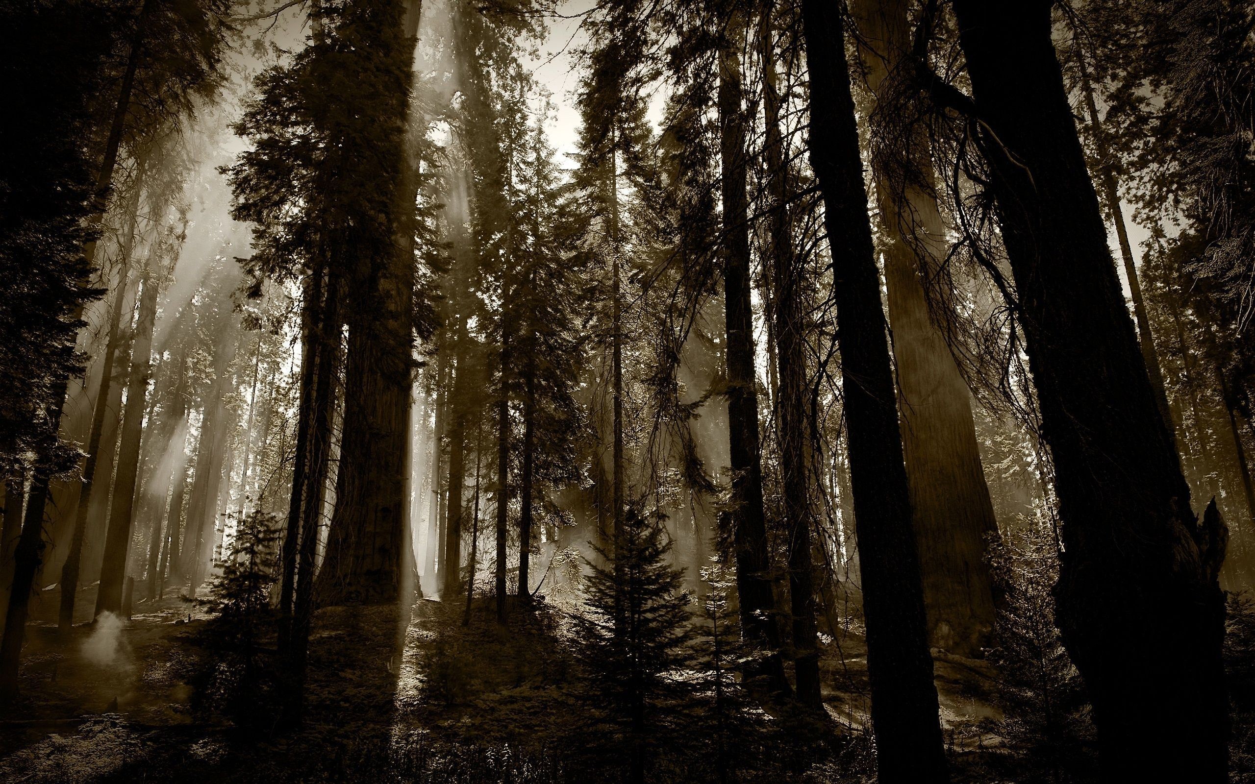 2560x1600 dark woods background - Wallpaper