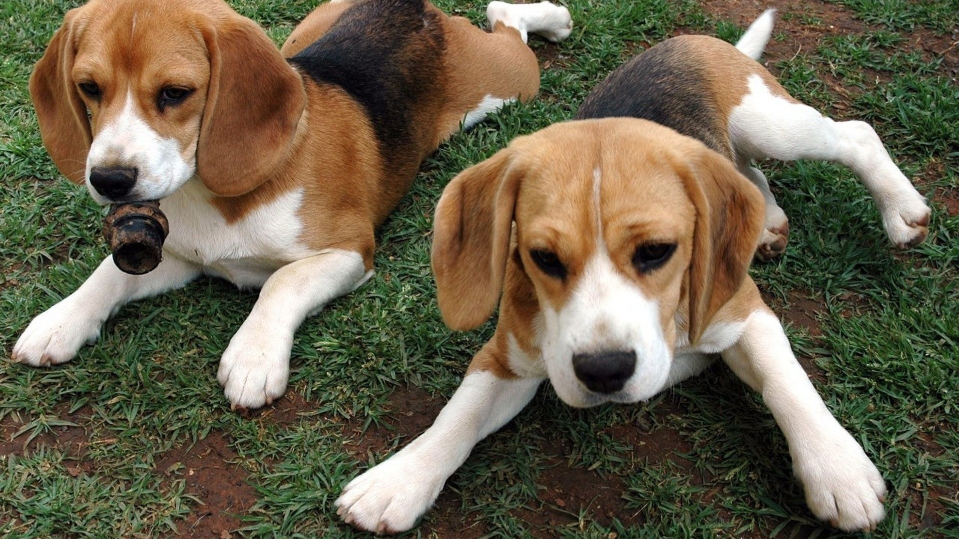 1920x1080 Lovely Beagle Puppy Wallpaper | WallpaperLepi. Cute beagle puppy wallpaper