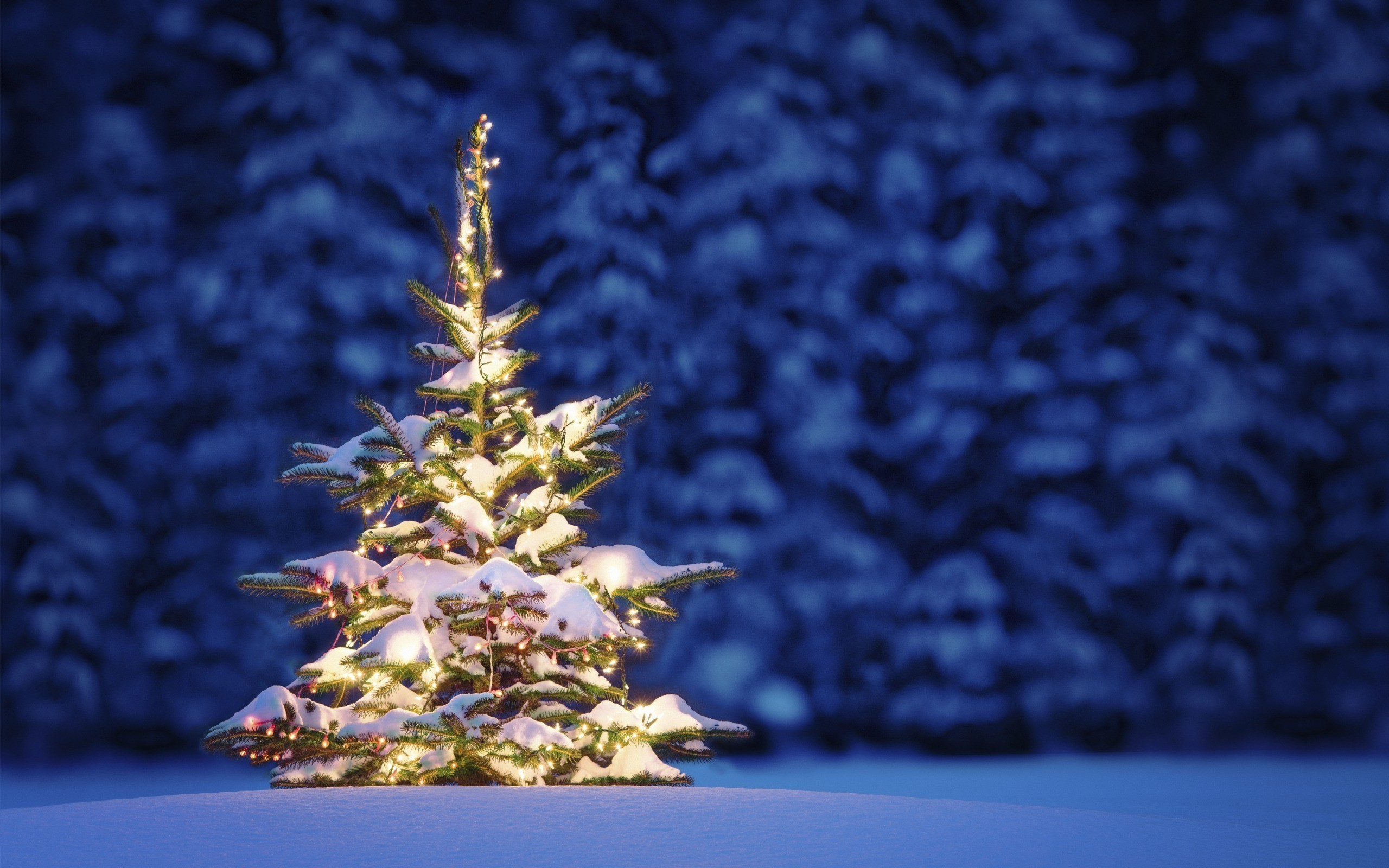 Christmas Nature Wallpaper (67+ images)