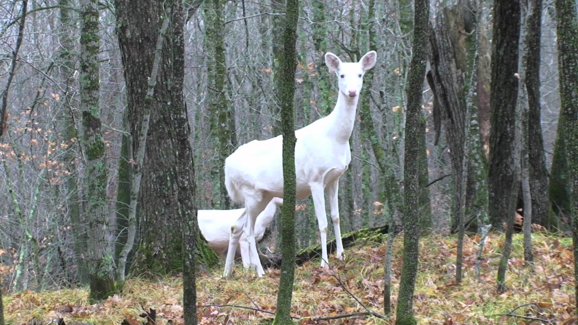 1920x1080 Albino Whitetail Deer - YouTube