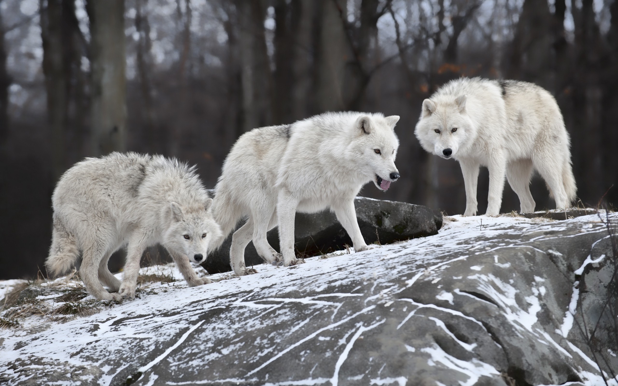 2560x1600 ... White wolves HD Wallpaper 