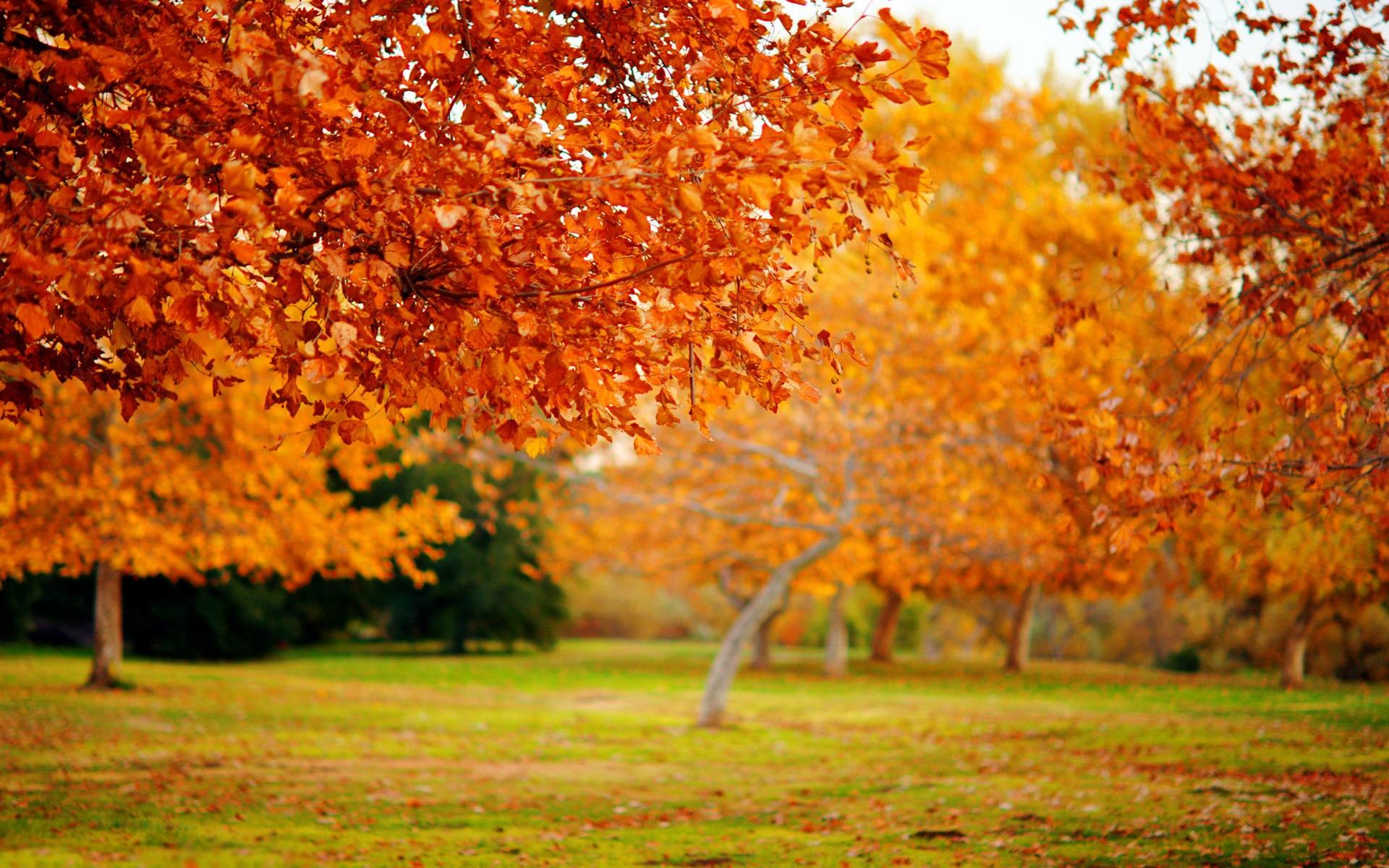 1920x1200 amazing autumn trees wallpapers Amazing and Colorful Autumn