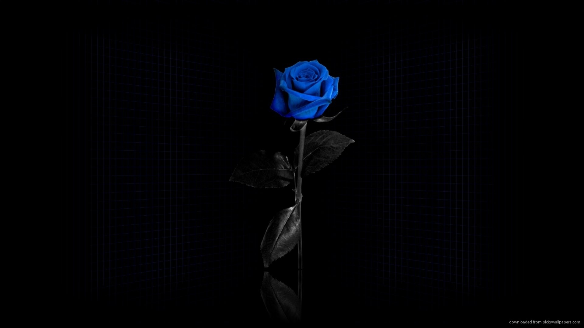 1920x1080 Single Blue Rose Desktop Wallpaper picture