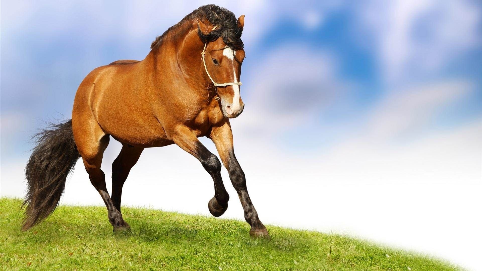1920x1080 ... Modern and Efficient Downsized Breakfast Nook Horse Hd Wallpapers, Free  Wallpaper Downloads, ...