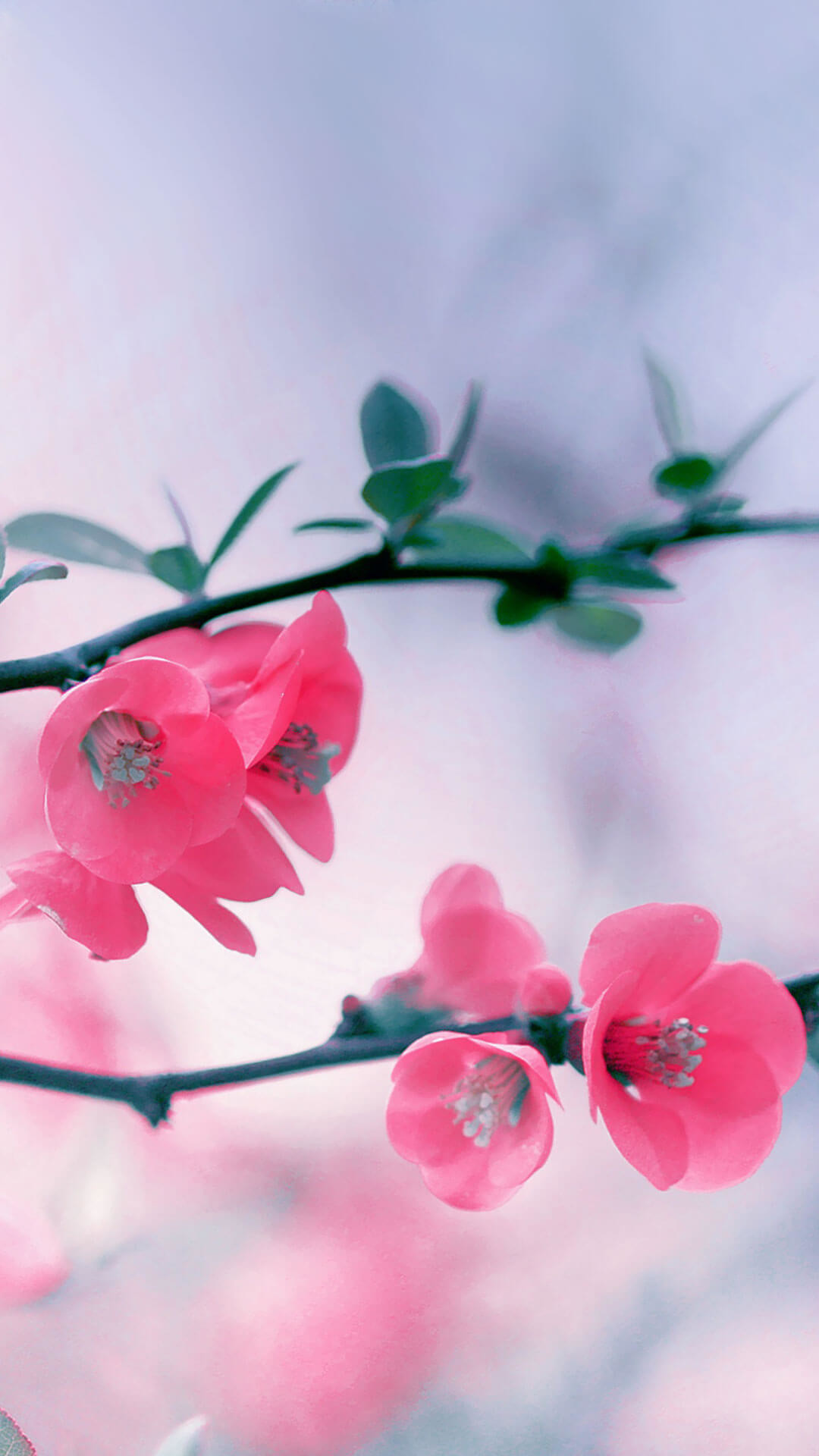 1080x1920 Cherry Blossom Flowers iPhone 6 Wallpaper HD