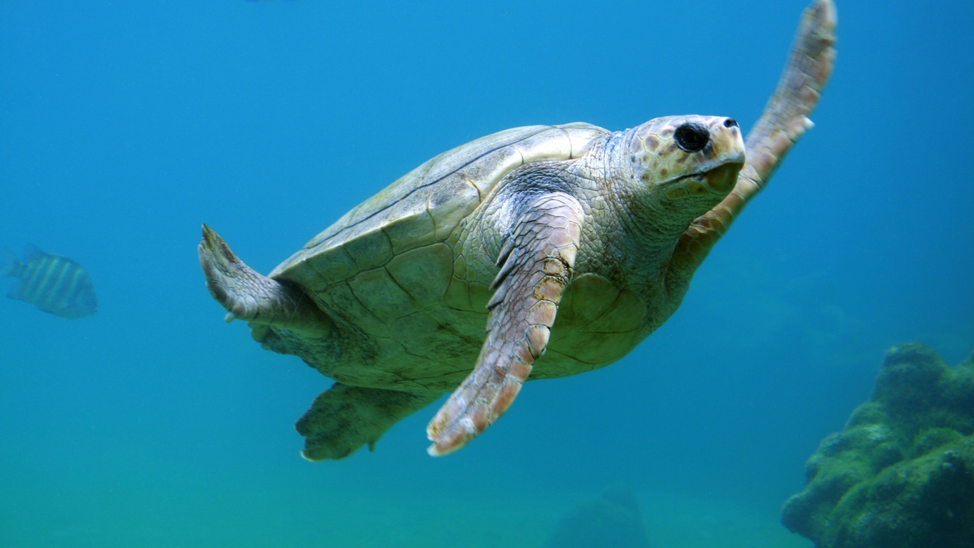 1920x1080  Wallpaper sea turtle, underwater, swim