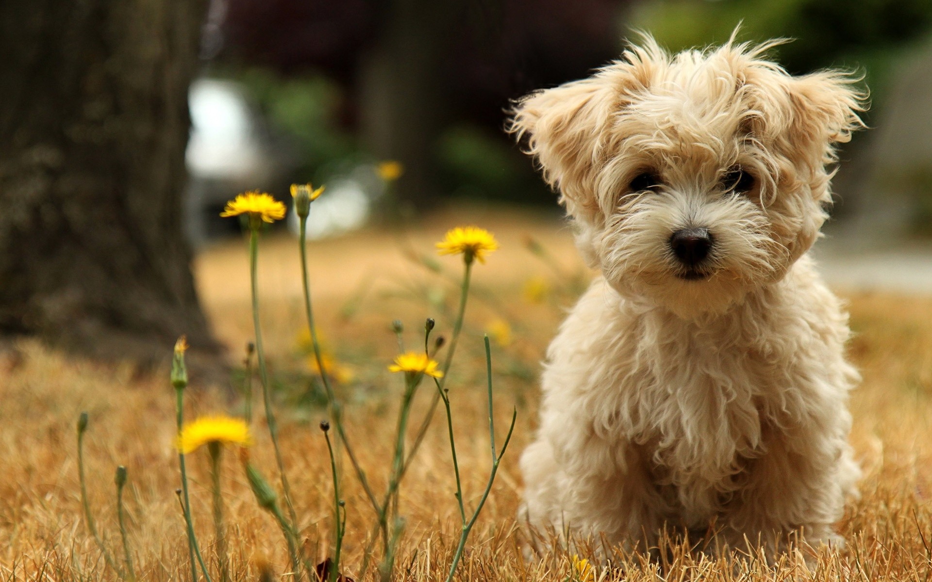 1920x1200 wallpaper.wiki-Cute-Baby-Animal-Background-Download-Free-