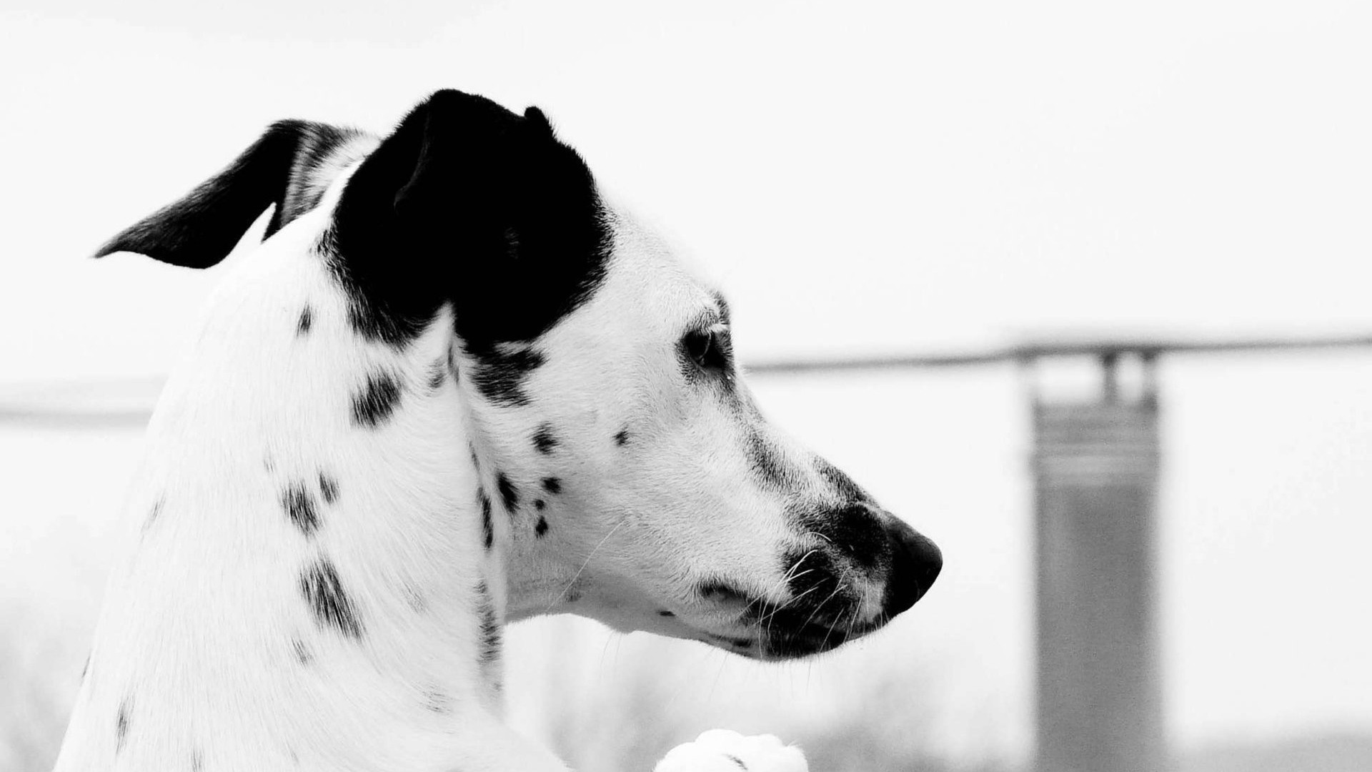 1920x1080  Wallpaper dalmatian, head, spot, dog