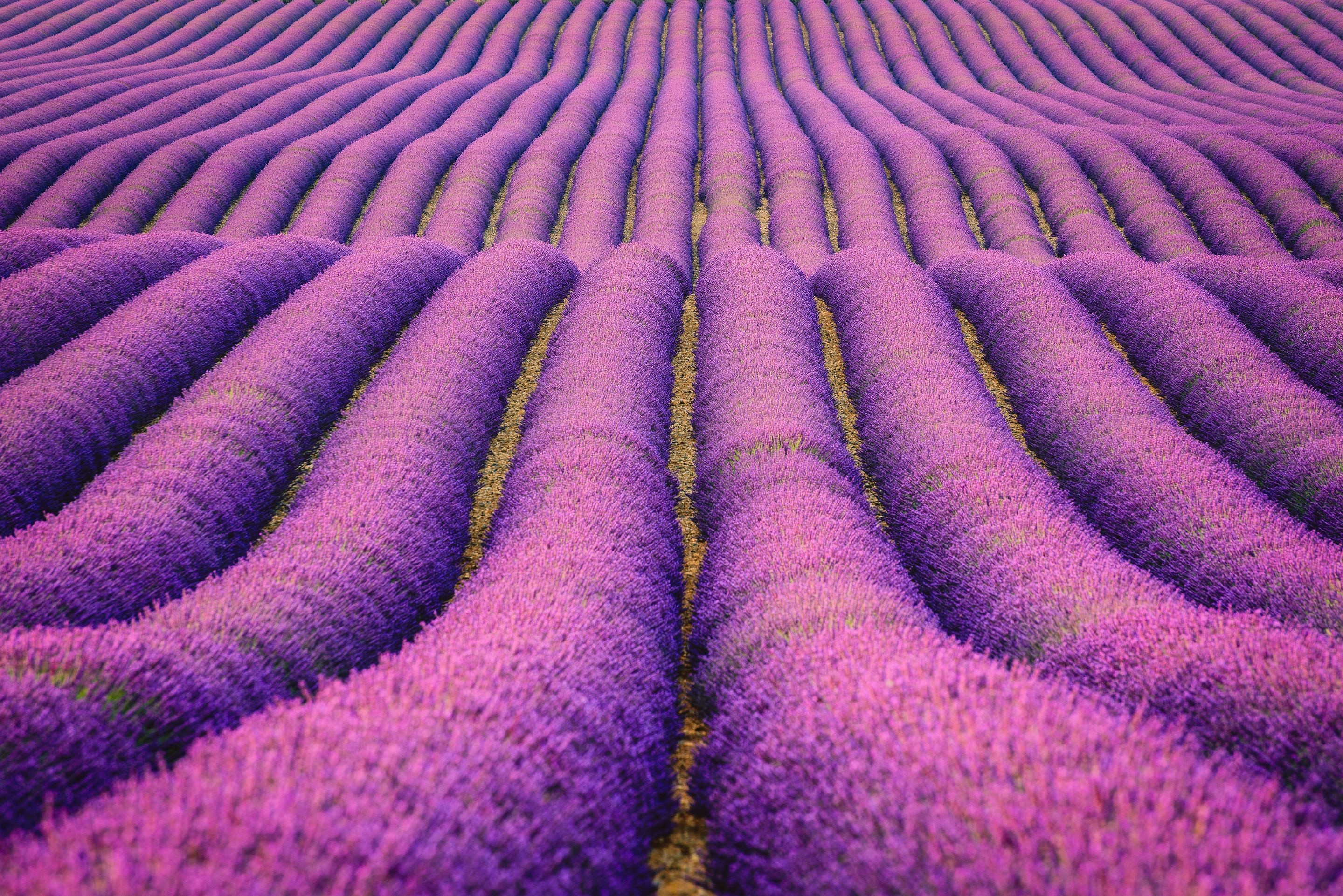 2880x1922 Lavendel HD Wallpaper | Hintergrund |  | ID:917432 - Wallpaper  Abyss