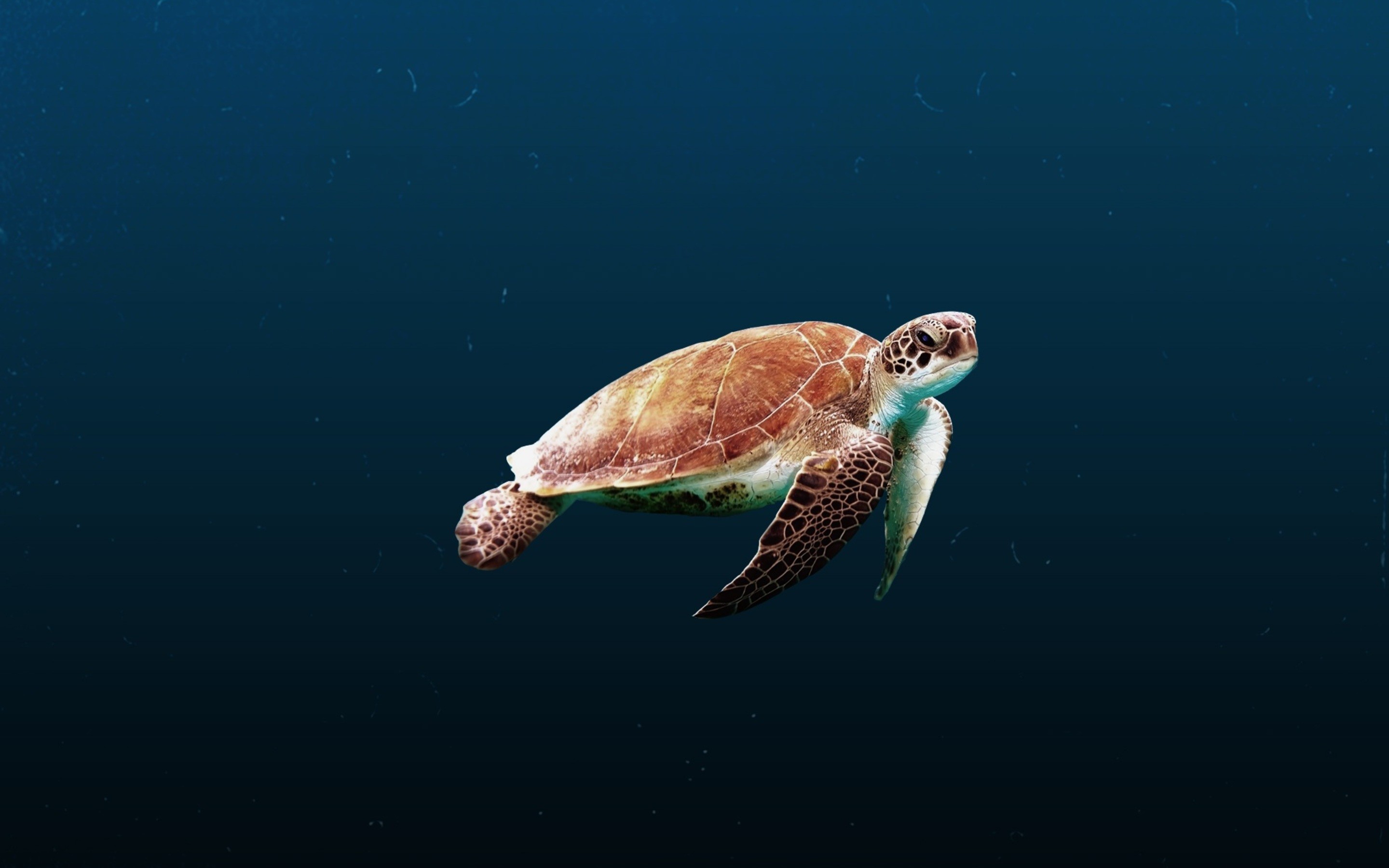 2880x1800 sea-turtle-h3.jpg