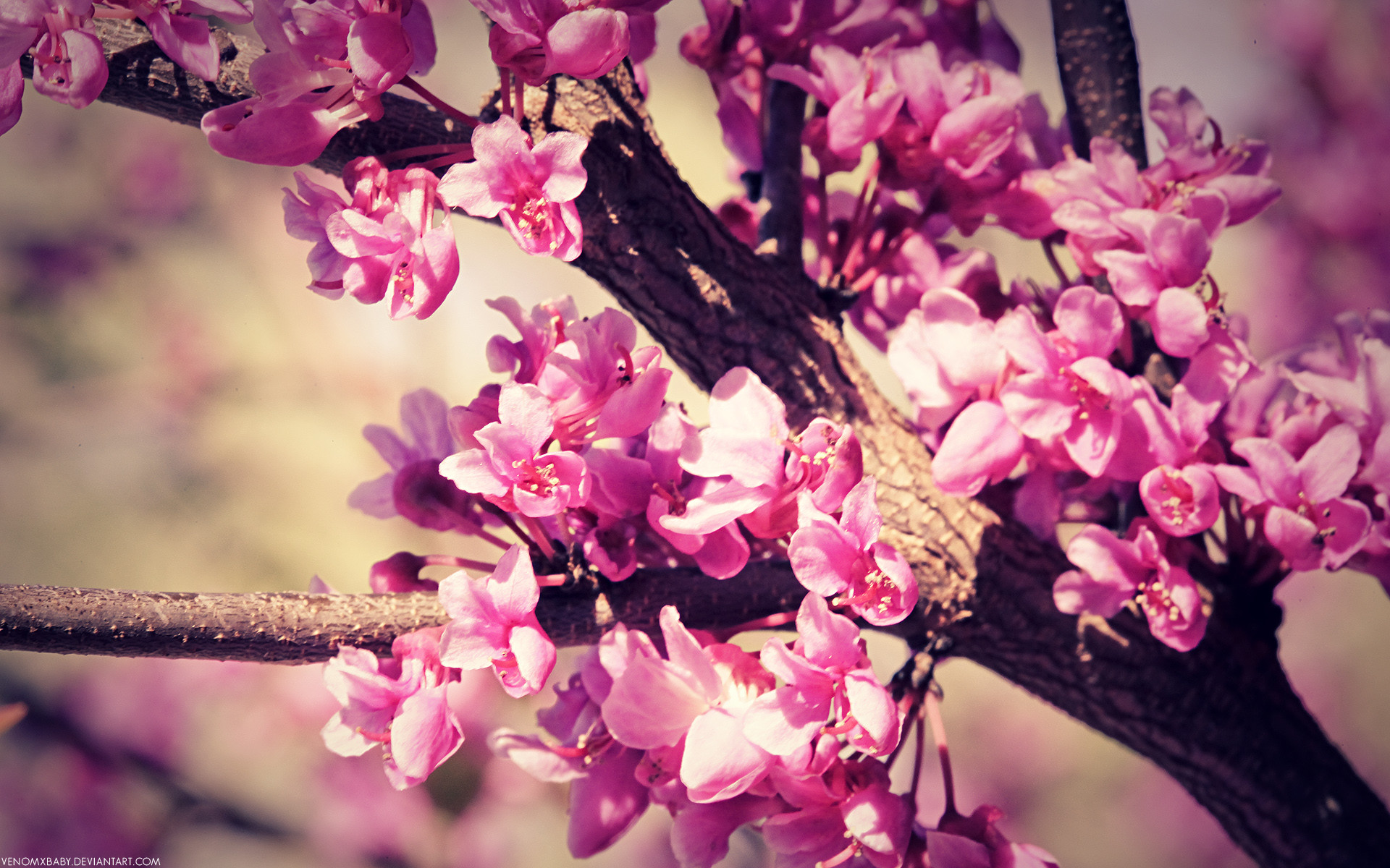 1920x1200 Pretty Spring Flowers, 100% Quality HD Pics, Duff Aronin