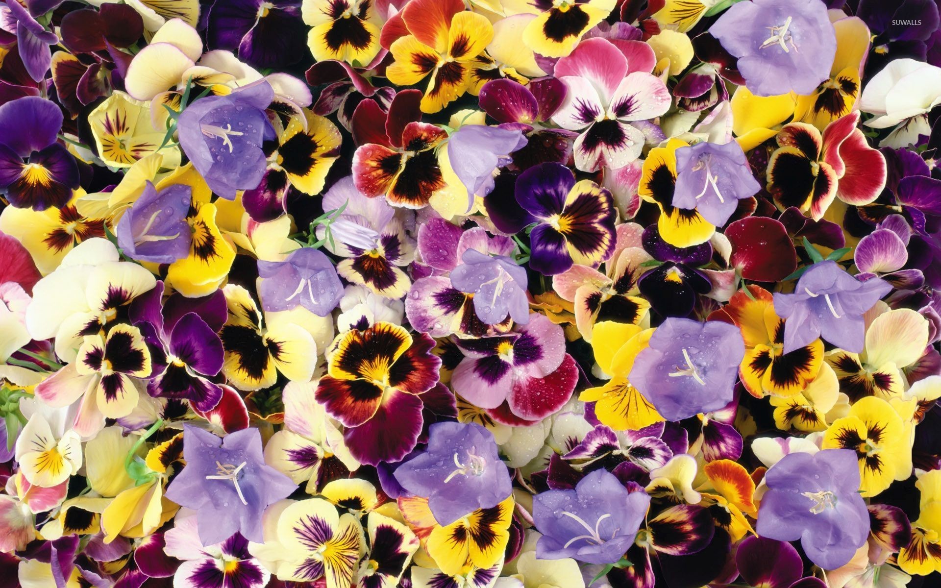 1920x1200 Colorful and wet pansies wallpaper