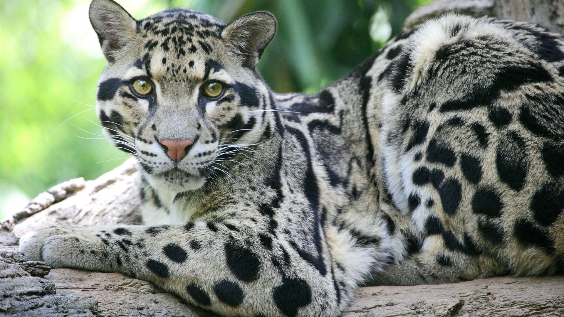 1920x1080 Clouded Leopard Out Of This World HD Wallpaper Free - Download Clouded  Leopard Out Of This World HD Wallpaper