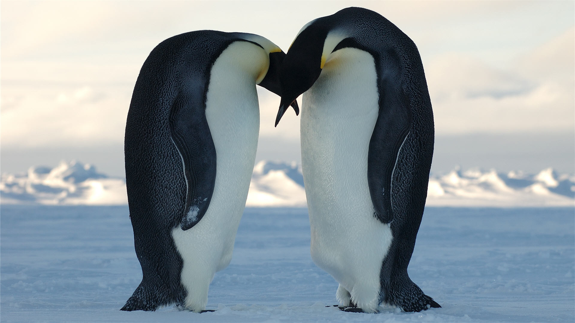 1920x1080 Full HD Wallpaper penguin couple snow romantic