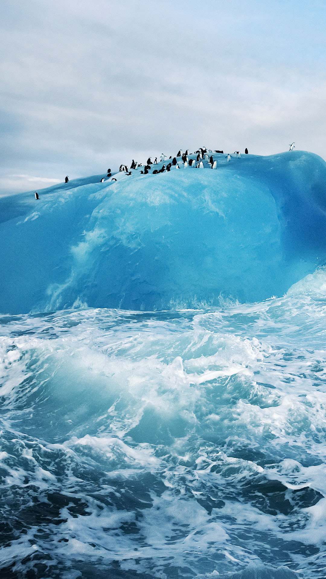 1080x1920 Penguin Colony On Iceberg Android Wallpaper