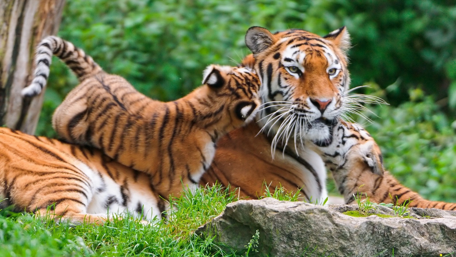1920x1080 Tiger Family – Nature Animal Wallpaper : Browse and Download the latest  high definition Animal wallpapers ! Check out now our collection, and  choose the ...