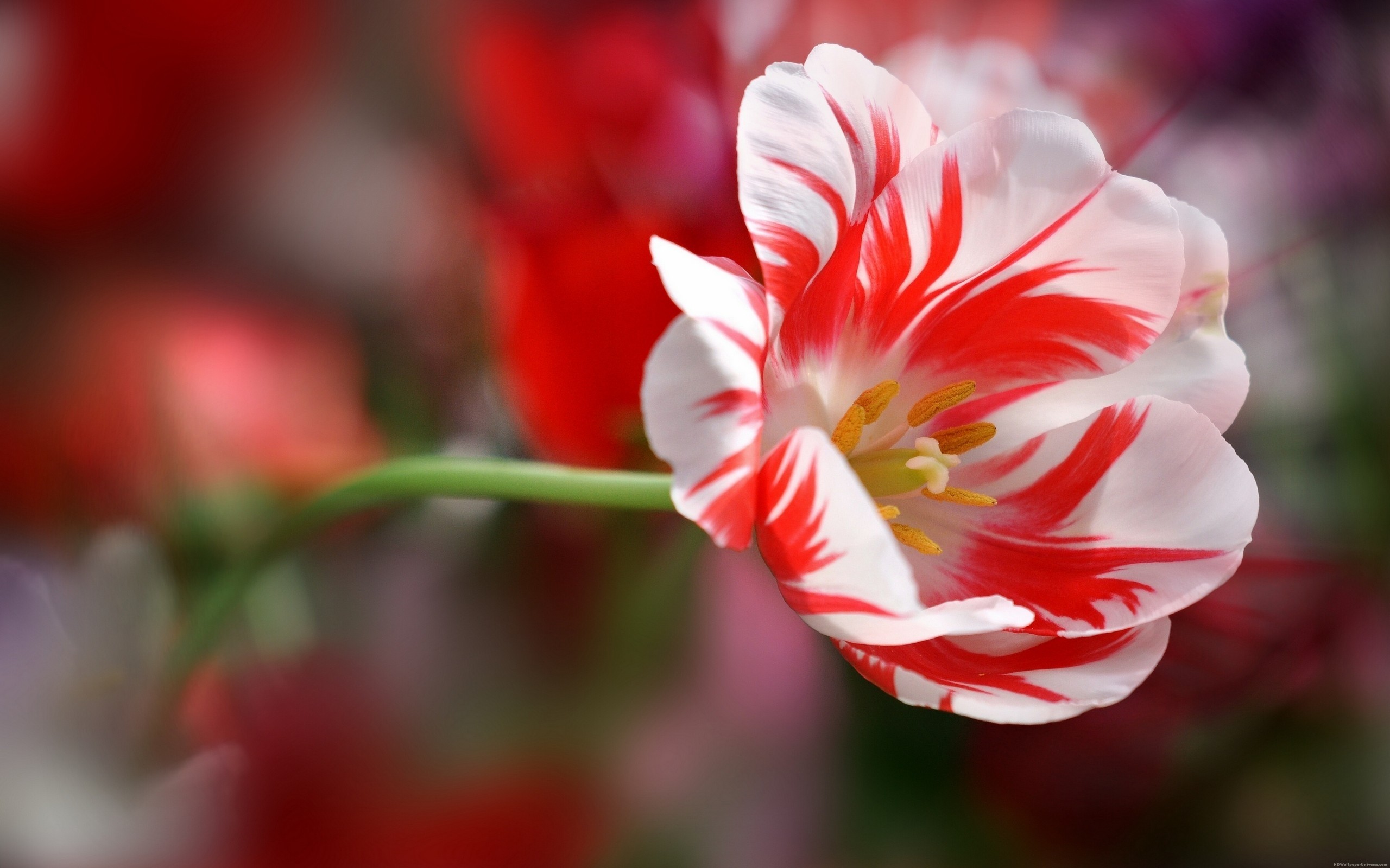 2560x1600 Red and white tulip HD Wallpaper - http://www.hdwallpaperuniverse.com