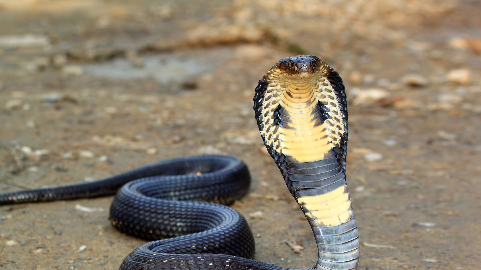 1920x1080 King cobra with head upright on brown dirt ground