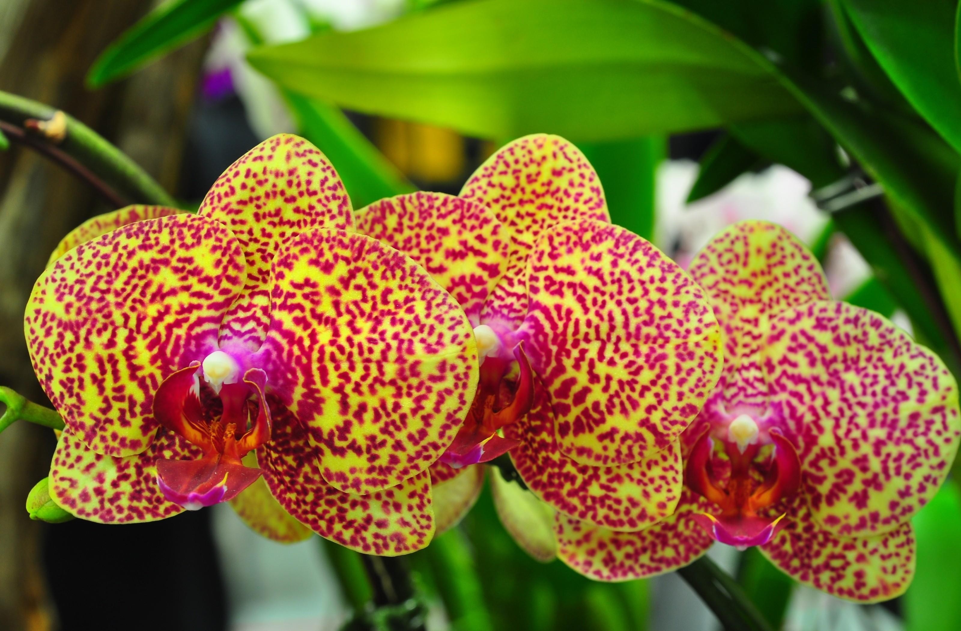 3200x2100 Wallpaper Orchids, Flowers, Spotted, Branch, Exotic