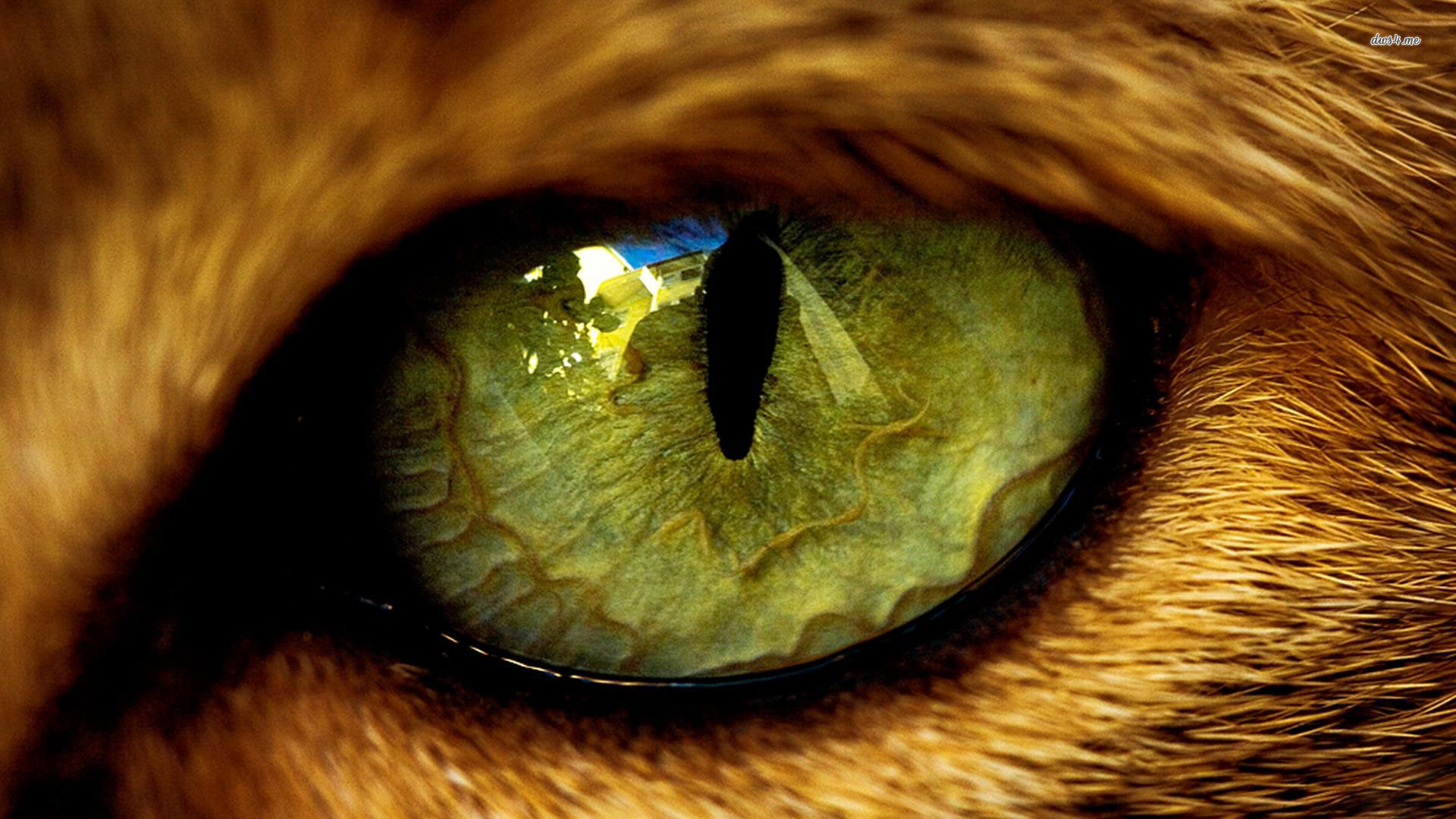 1920x1080 eye cat the beast animals wool pupil reflection HD wallpaper