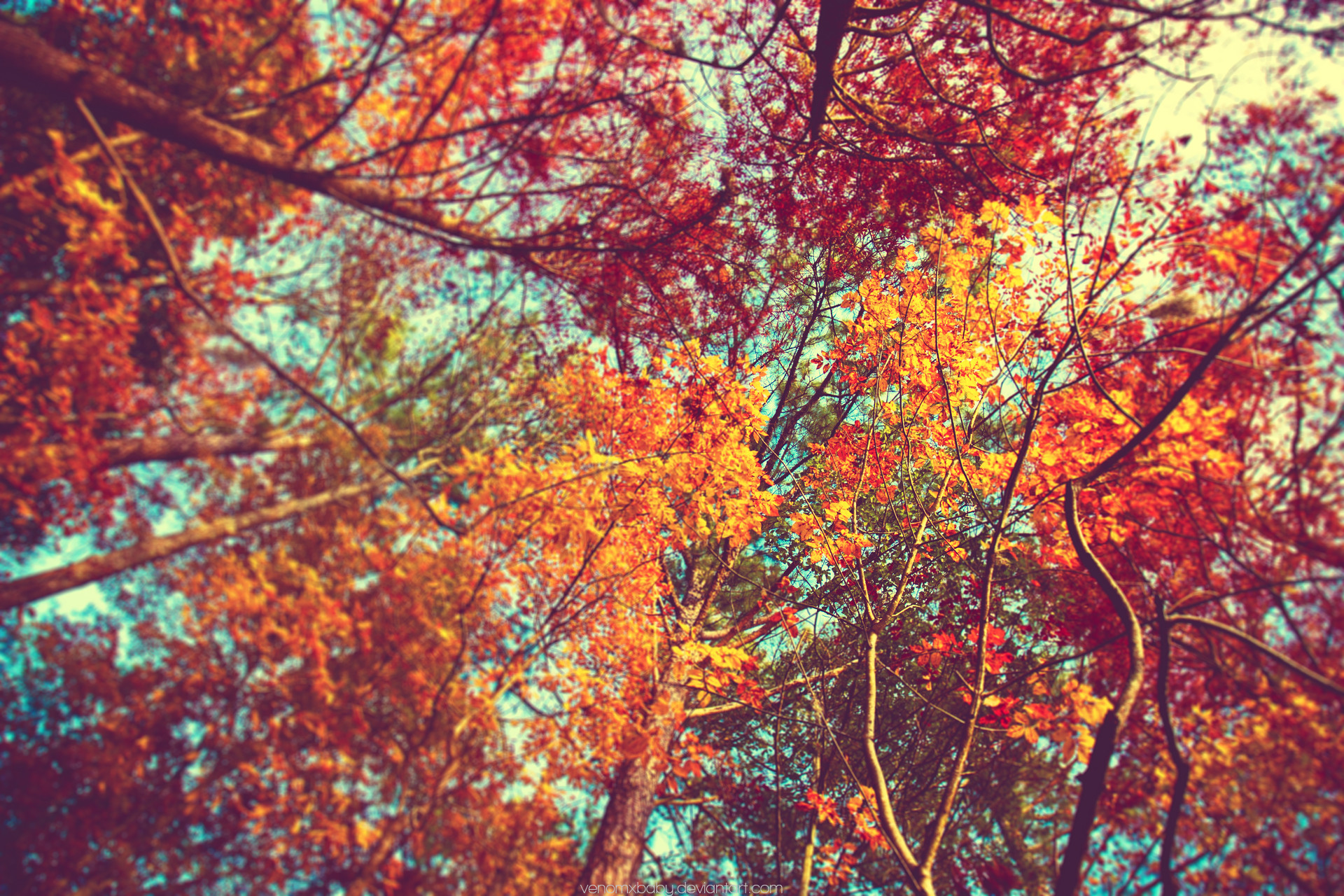 1920x1280 Autumn Trees Tumblr