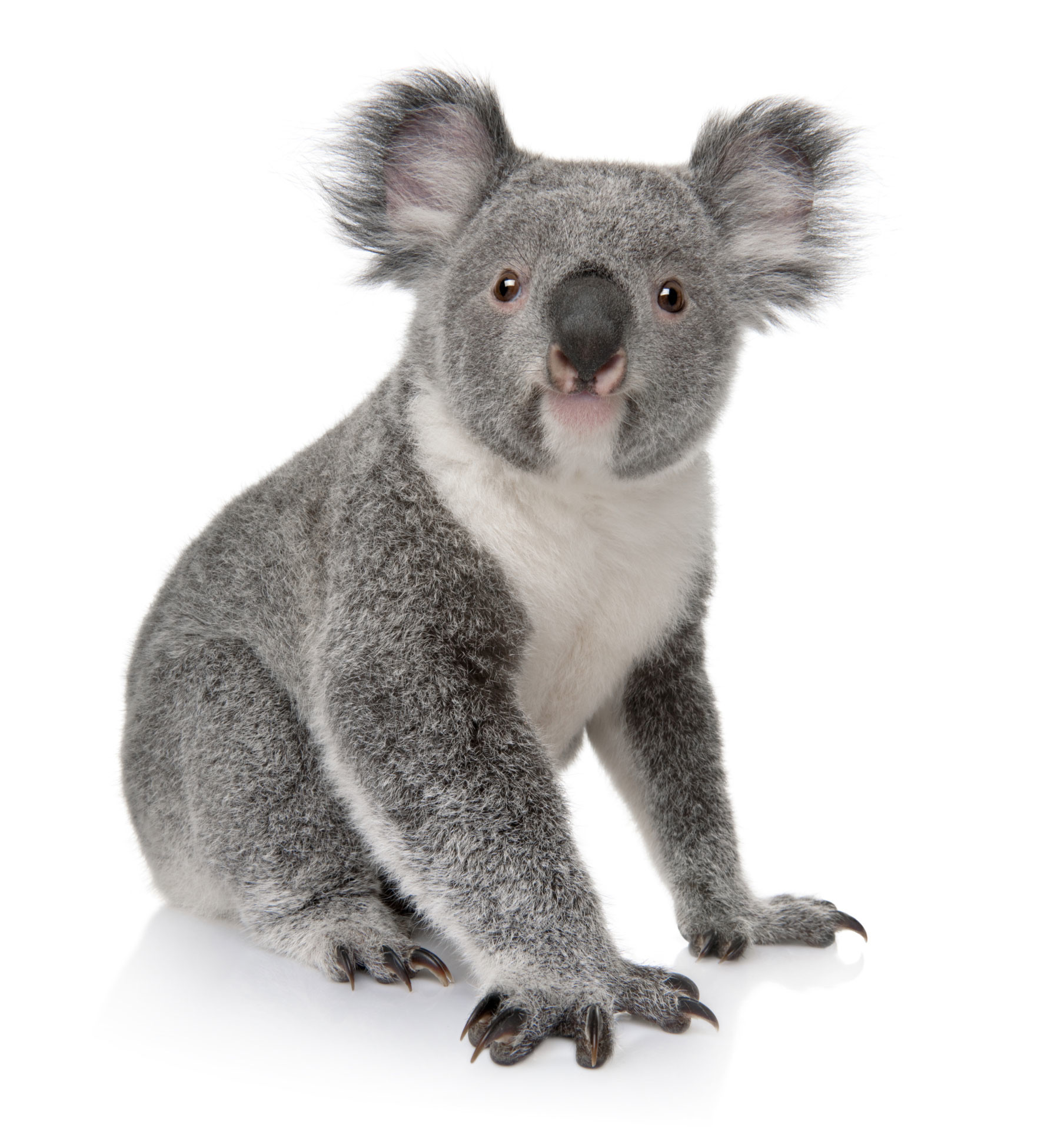 1791x1951 Koala Cute Face X All For Desktop Koala Face Cartoon Koala Face Drawing