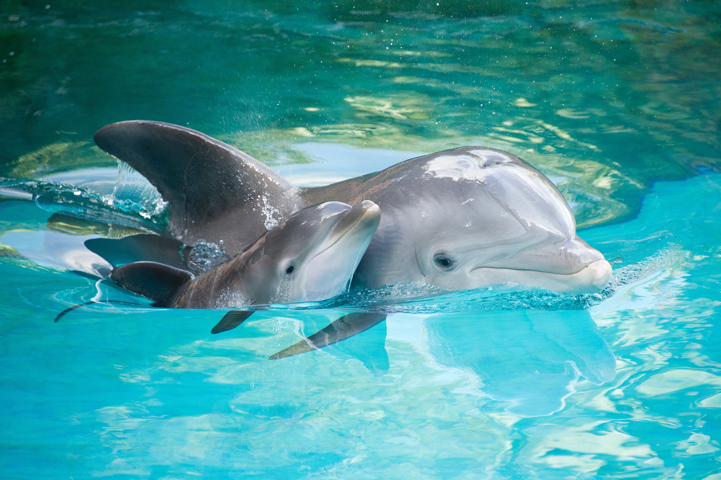 3000x1997 Baby Dolphins