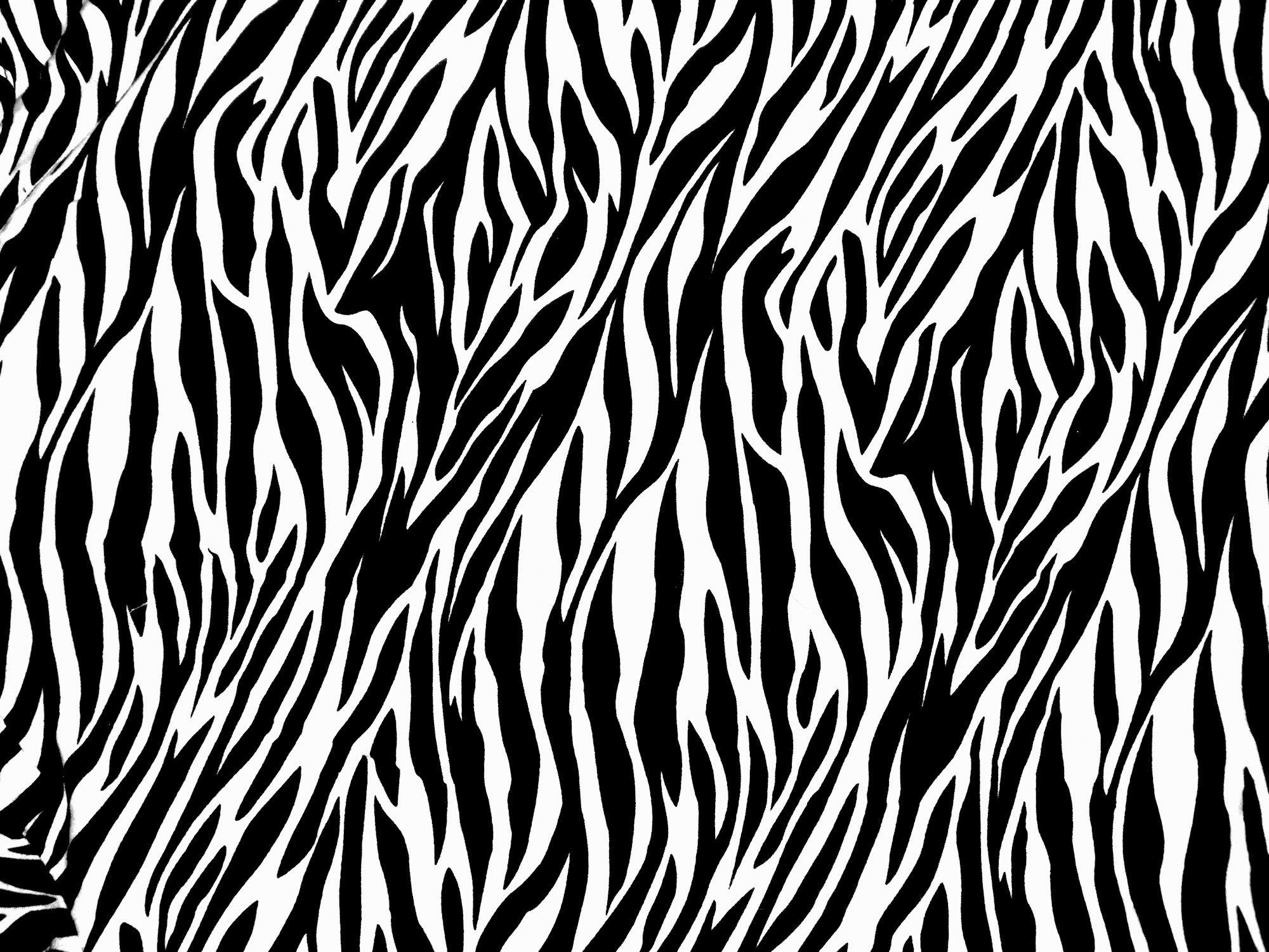 Zebra Print Wallpaper HD  PixelsTalkNet