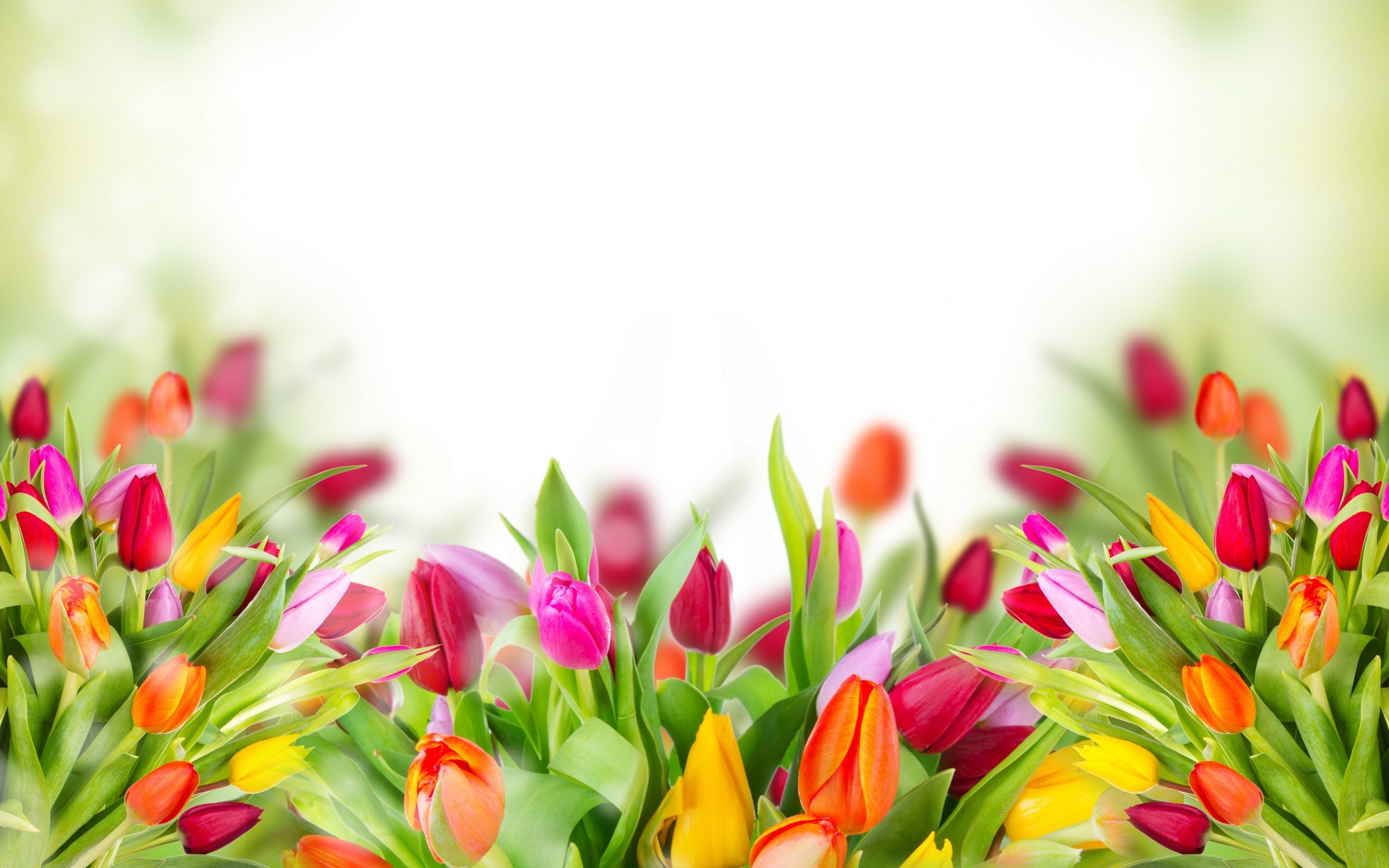 2560x1600 Full HD p Tulips Wallpapers HD Desktop Backgrounds x