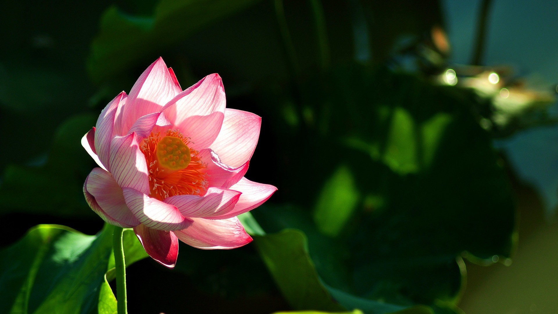 1920x1080 Lotus Flower Background