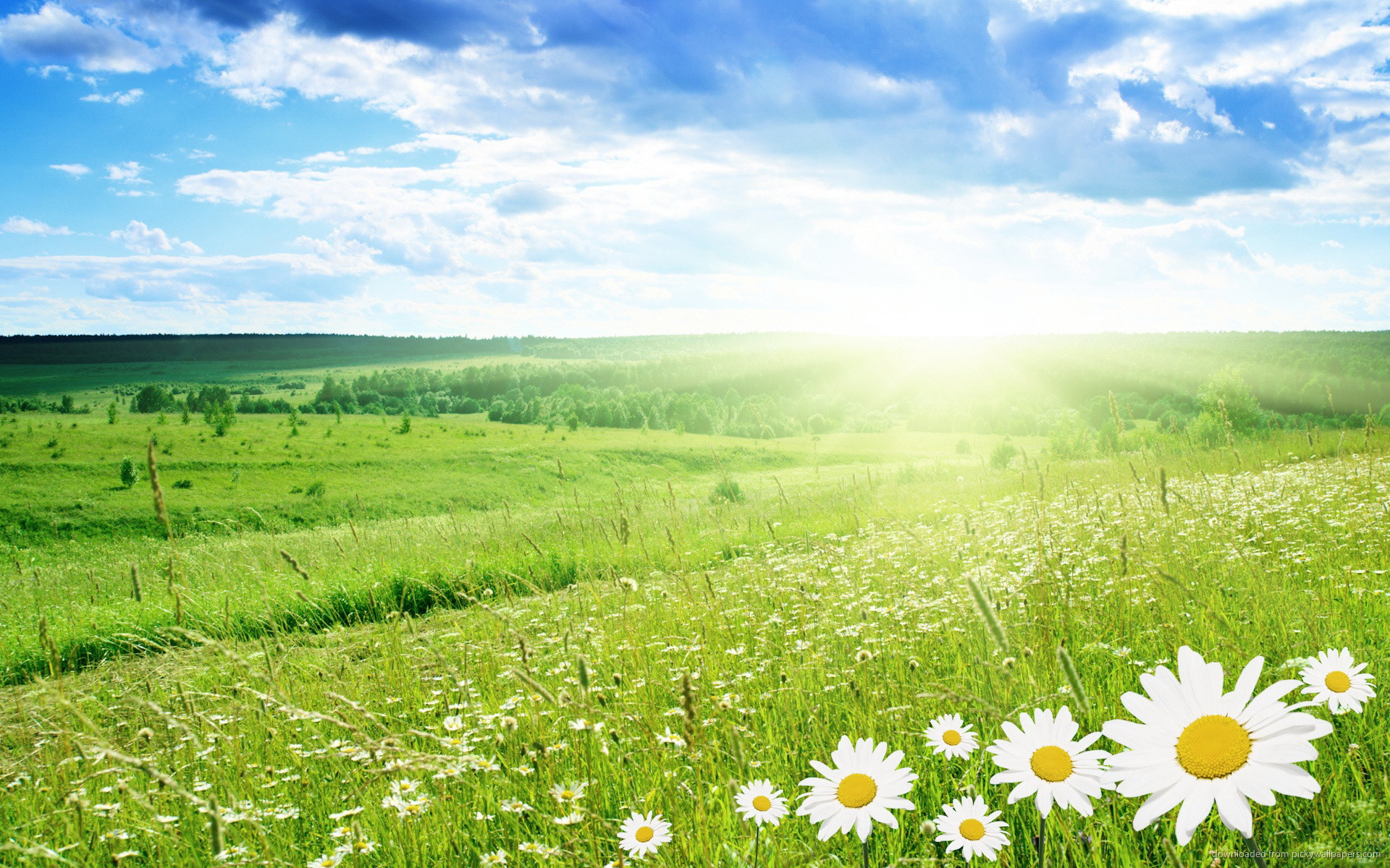 1920x1200 ... Sunrise Daisy Field - Flowers & Nature Background Wallpapers on .