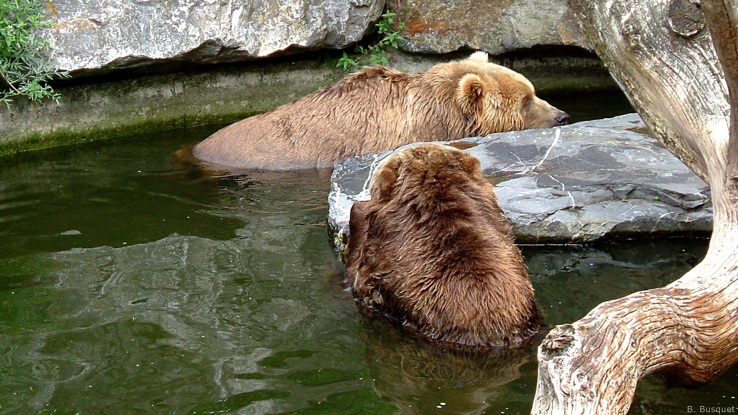 2560x1440 HD wallpaper two brown bears in the water