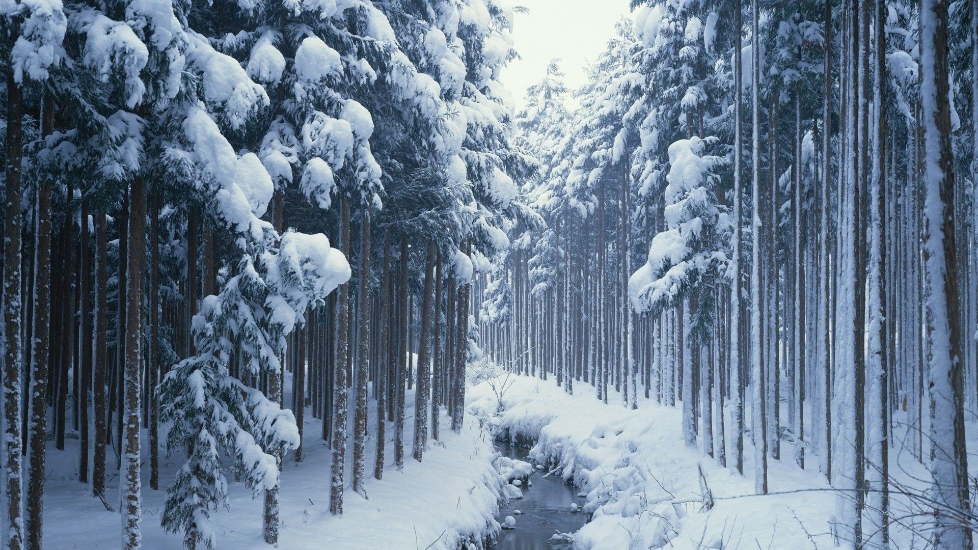 1920x1080 Stream In The Winter Woods Wallpaper