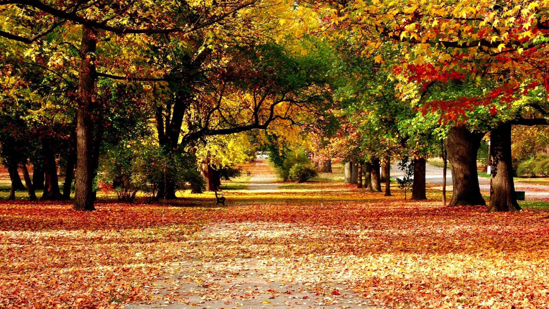 1920x1080 hd pics photos beautiful autumn leaves nature trees walk way hd quality desktop  background wallpaper