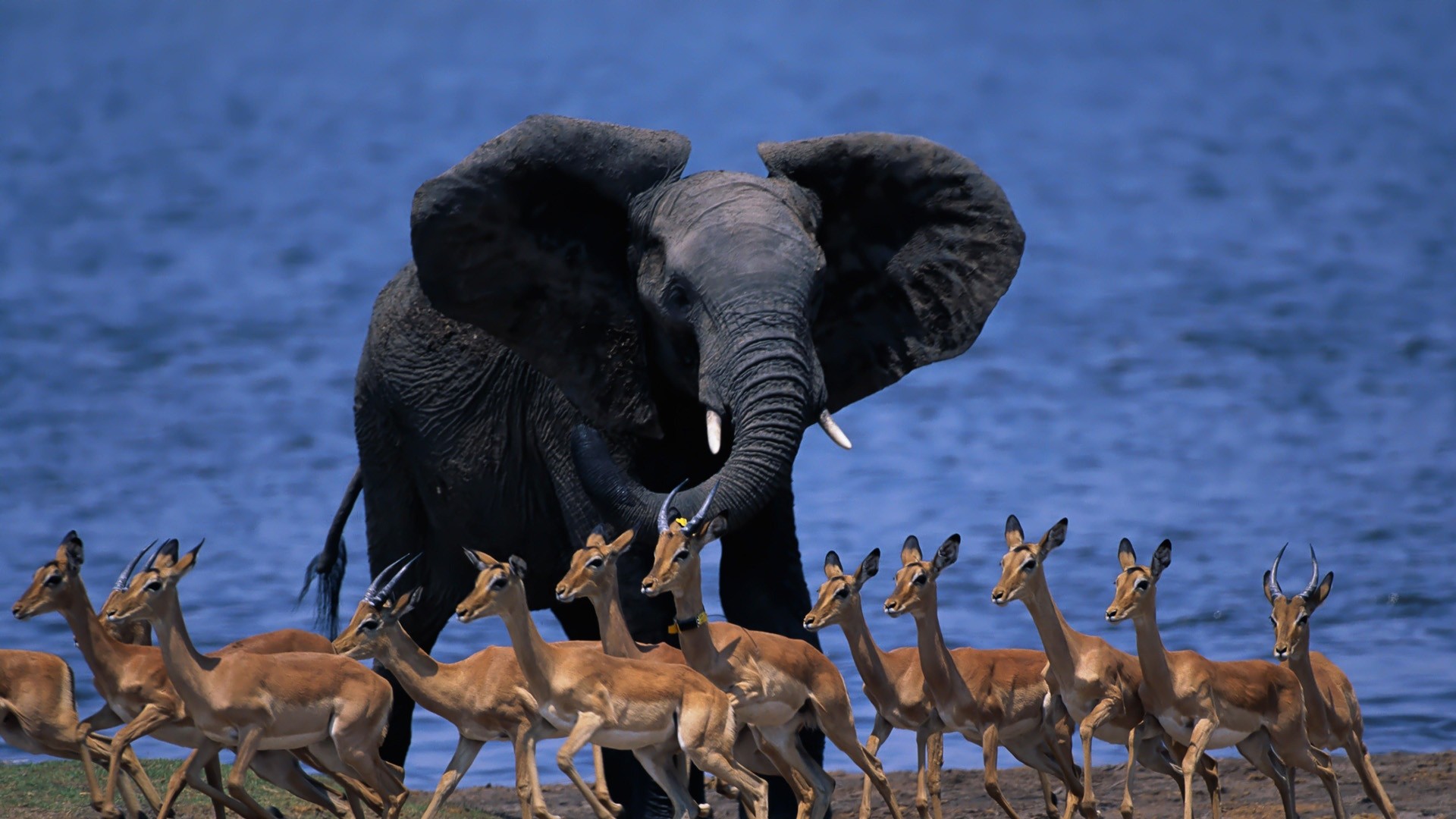 1920x1080  Wallpaper wildlife africa, elephant, duiker, pygmy antelope, run