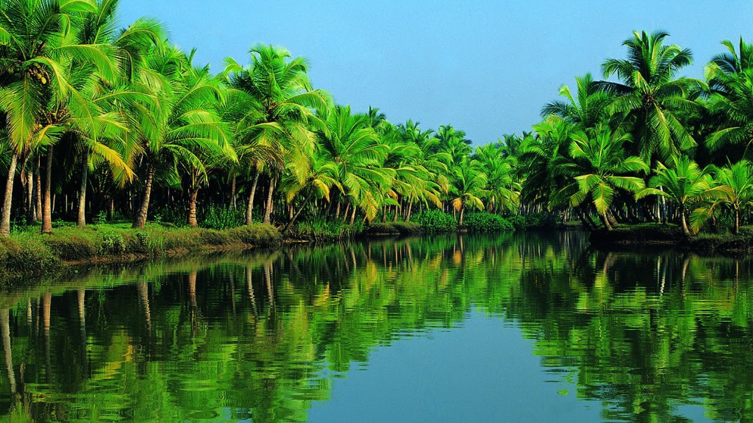 2560x1440 Desktop Lake With Palm Trees Wallpaper Background