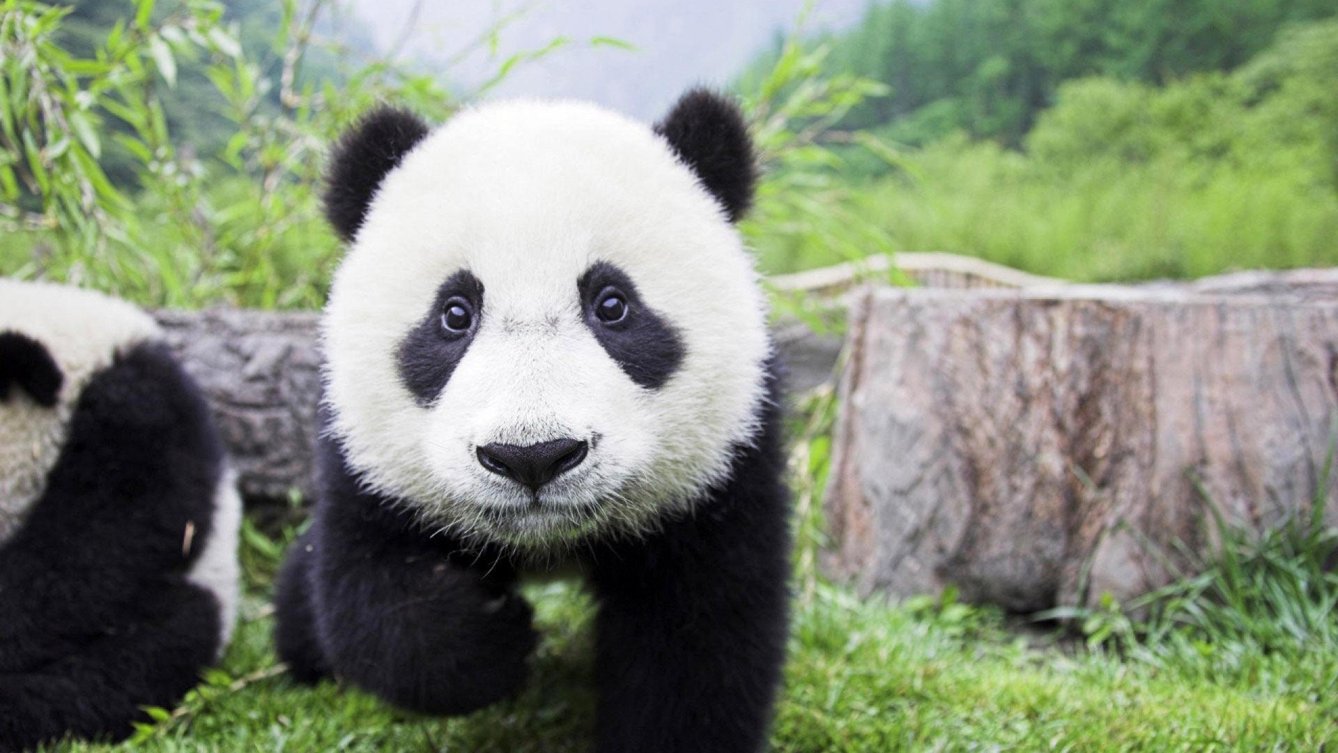 1920x1080 Cute Baby Panda One Million Wallpapers HD Wallpapers For Lumia