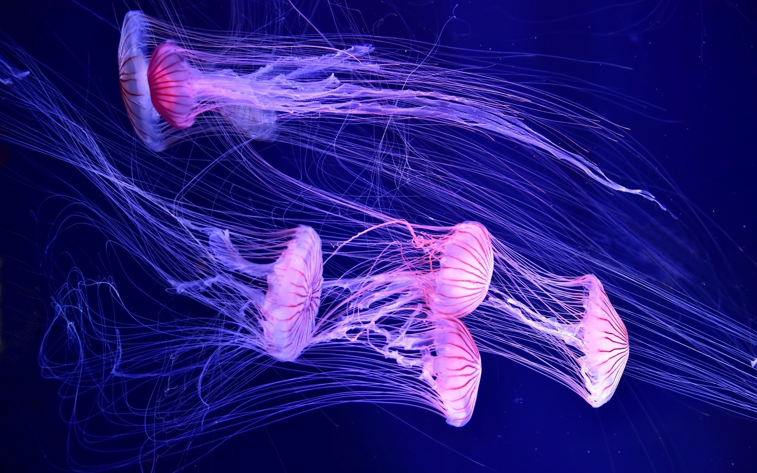 2560x1600 Animals / Jellyfish Wallpaper. Jellyfish, Deep sea ...