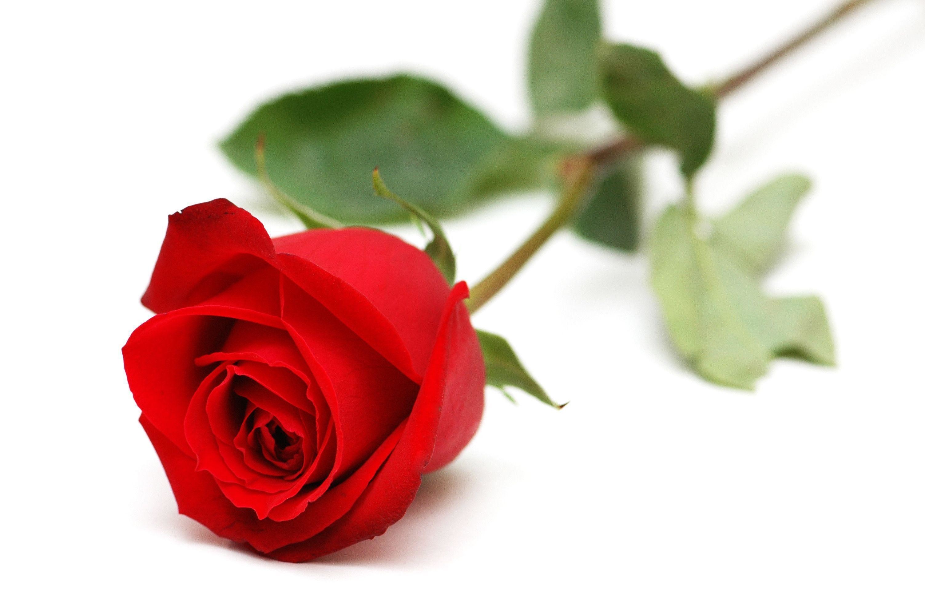 3008x2000 Isolated Red Rose On White Background Royalty Free Stock Photo .