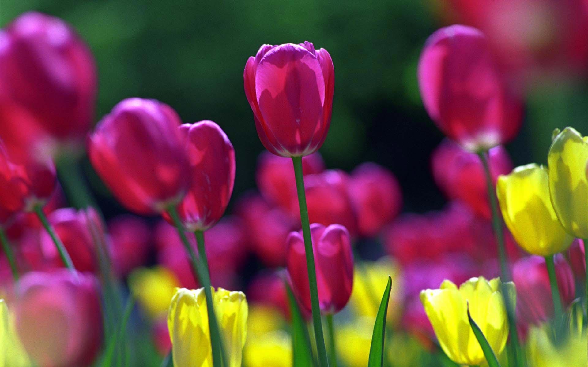 1920x1200 Spring Tulips