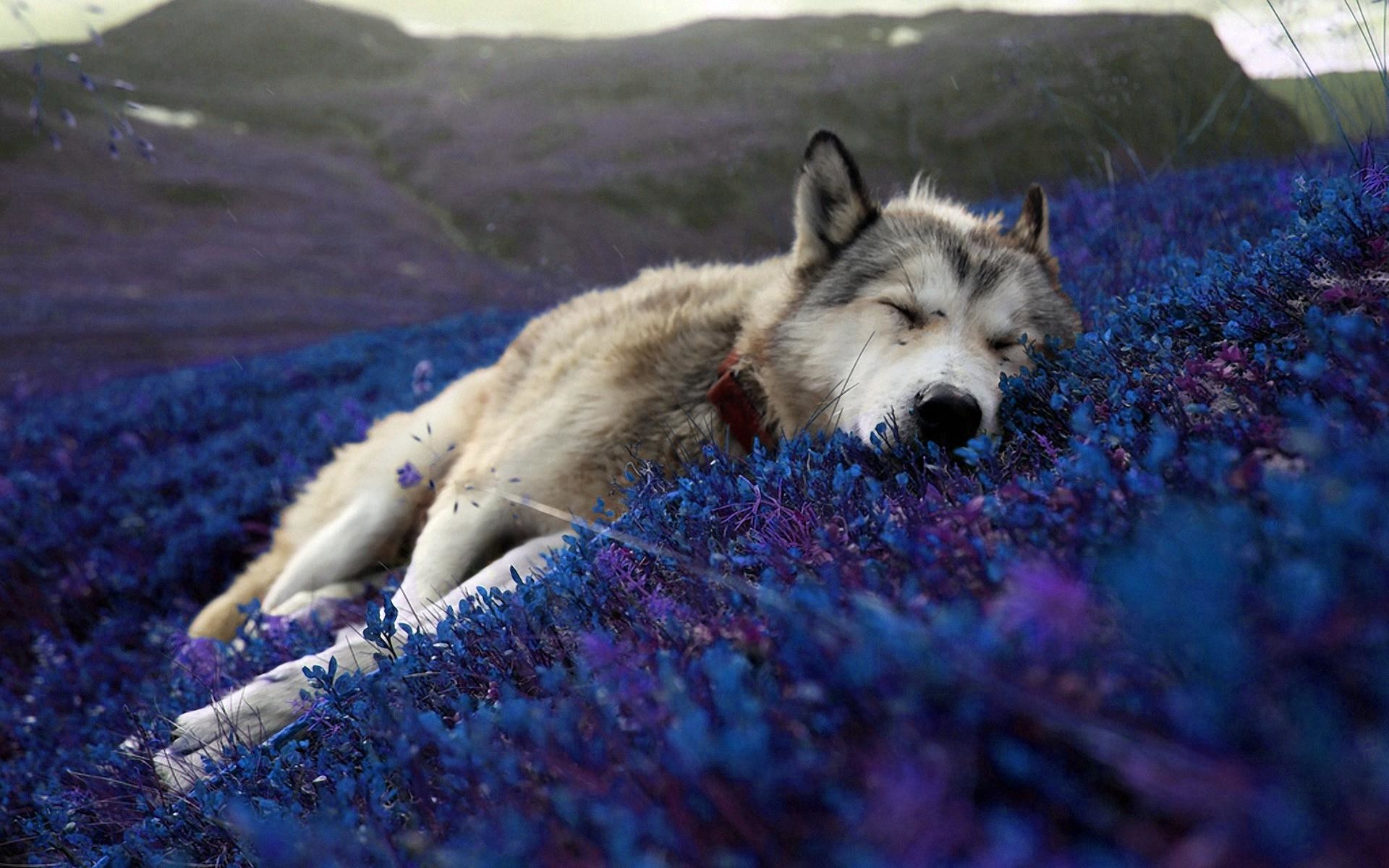 1920x1200 Beautiful,relaxing wallpaper of a wolf sleeping. FIXED!