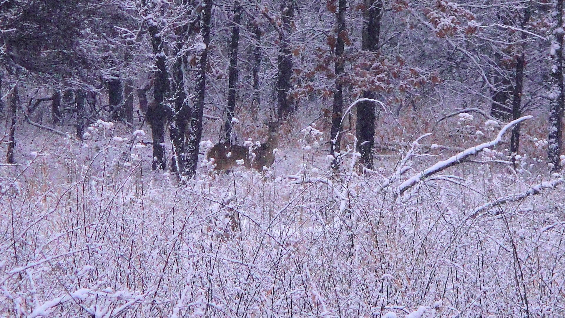1920x1080 Deer In The Snow