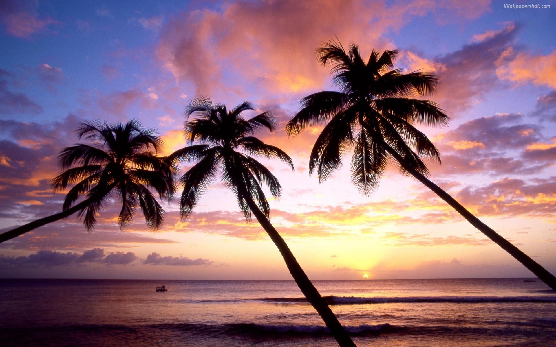 1920x1200 Palm Trees Sunset Images