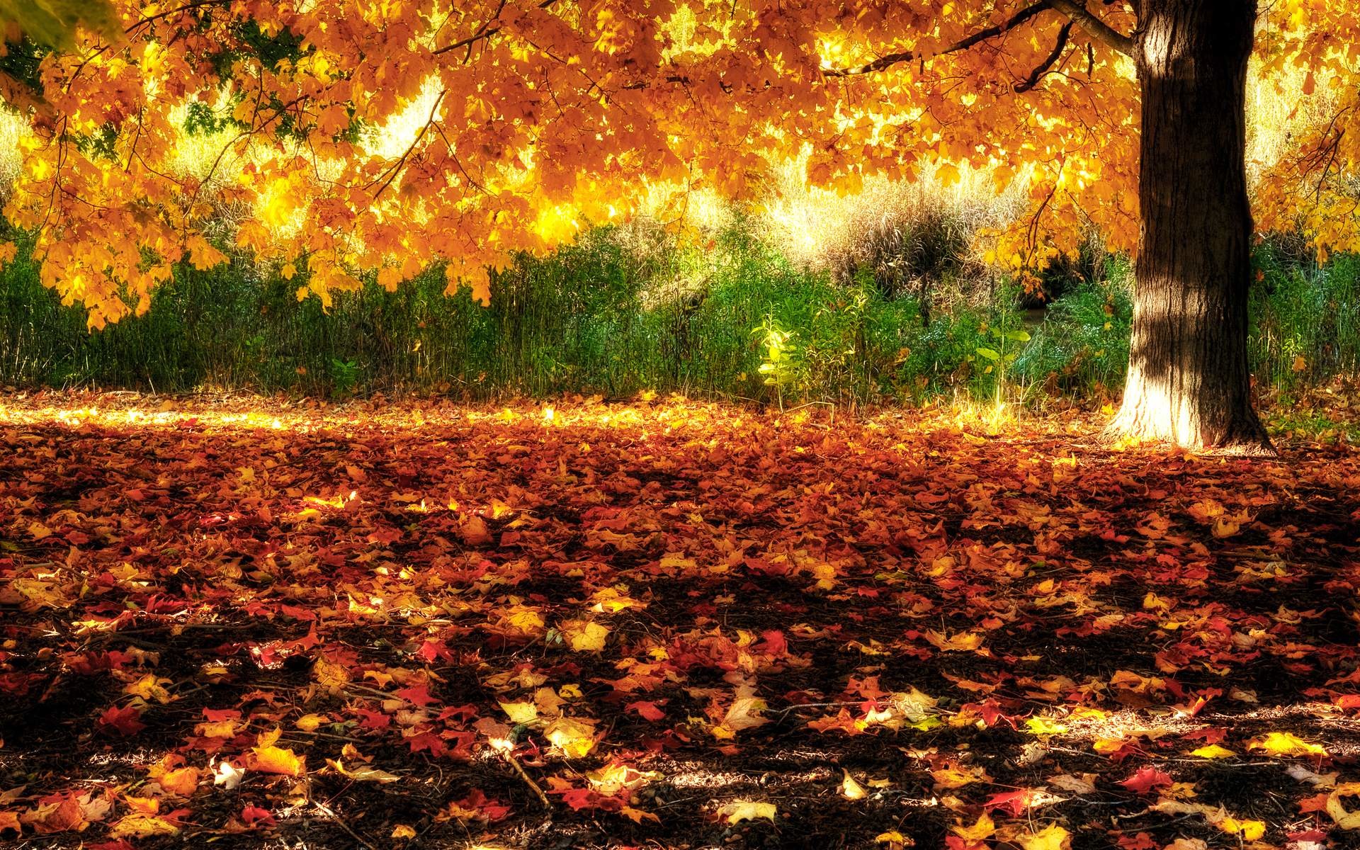 1920x1200 Fall of Autumn Leaves Desktop Wallpaper | Download High Resolution .