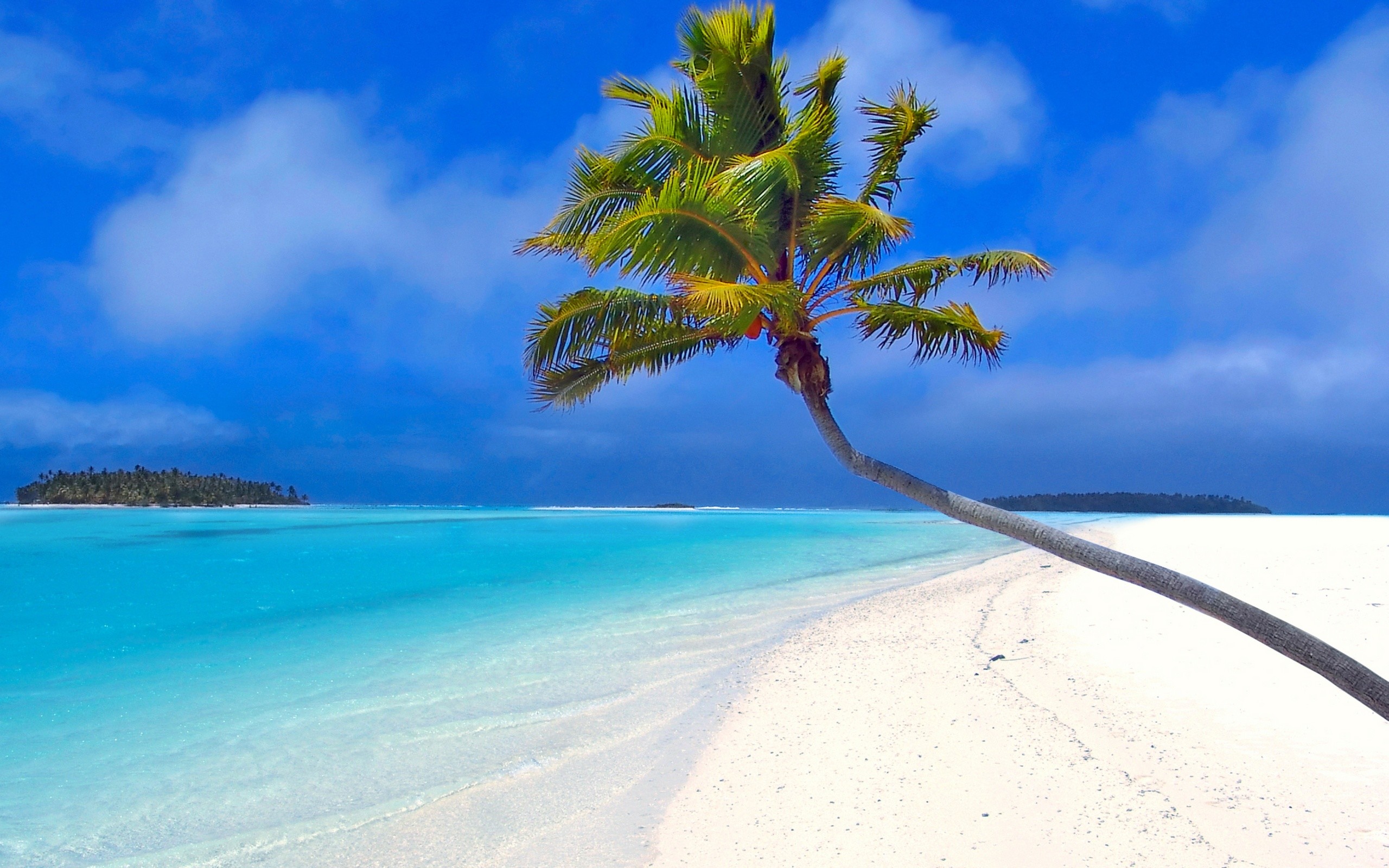 2560x1600 Palm Tree Wallpapers 22015