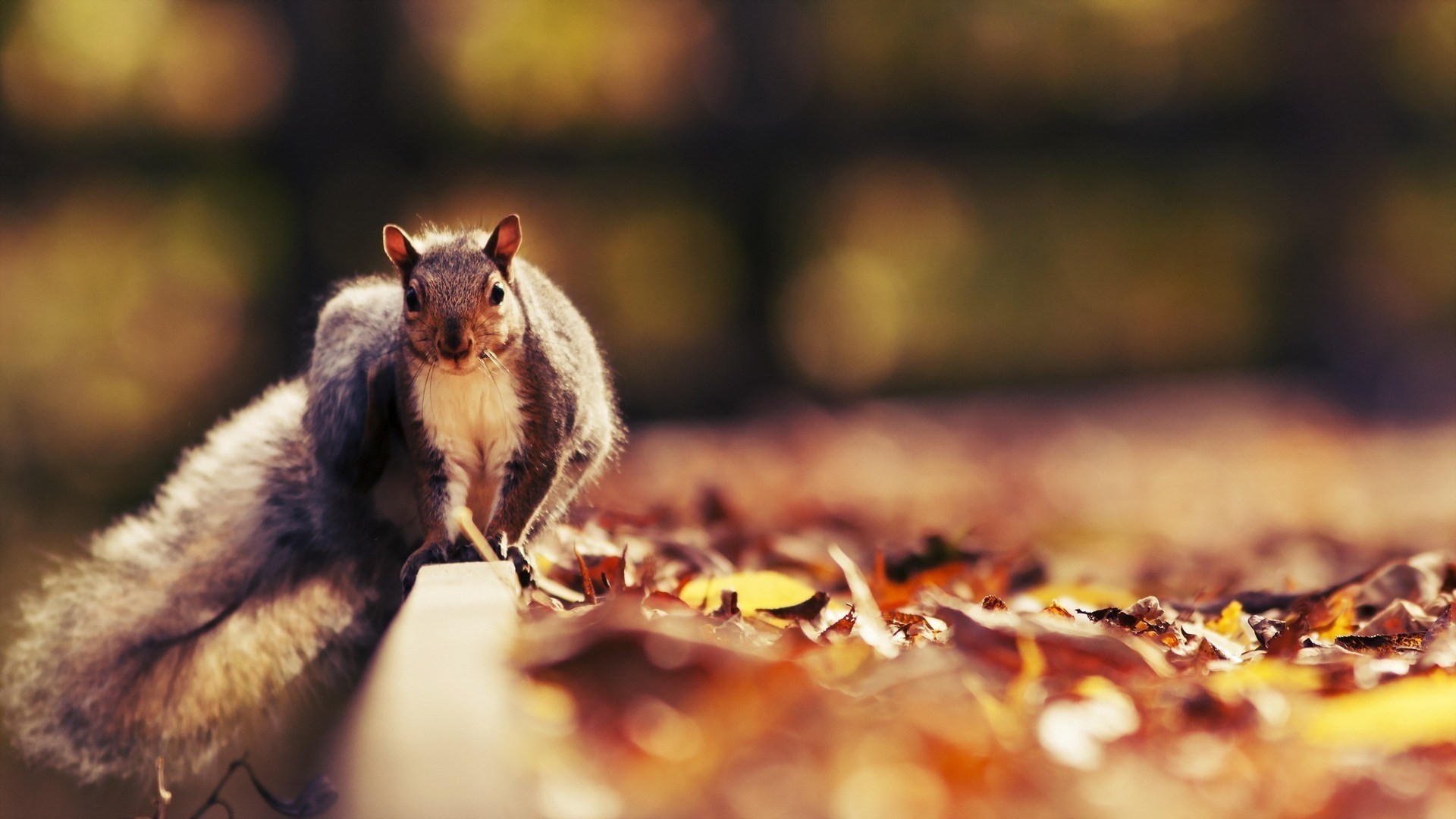 1920x1080 squirrel, leaves, reflection; squirrel, leaves, autumn