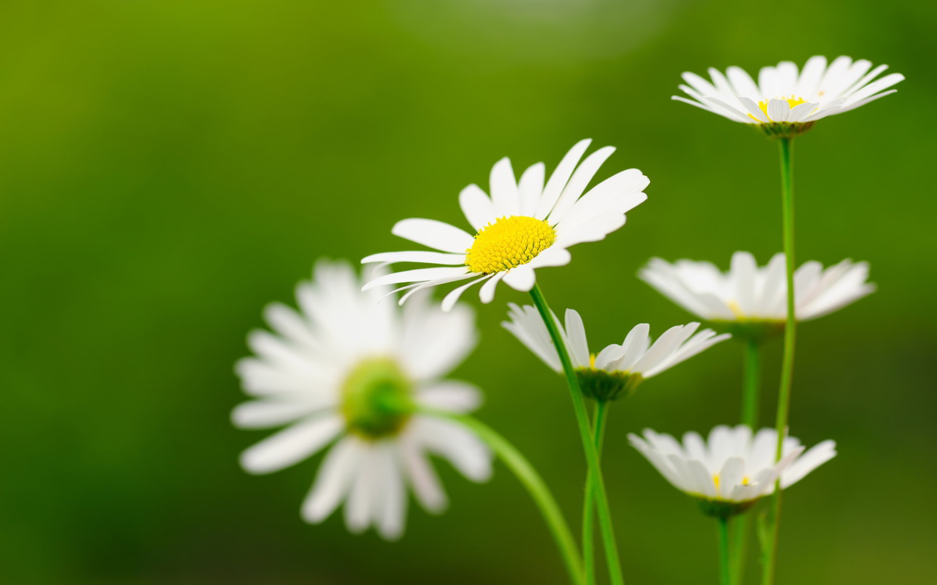 1920x1200 Awesome, Daisies, White, Widescreen, High, Resolution, Wallpaper, For,  Desktop, Background, Colorful, High Quality, Best, 1920Ã1200 Wallpaper HD