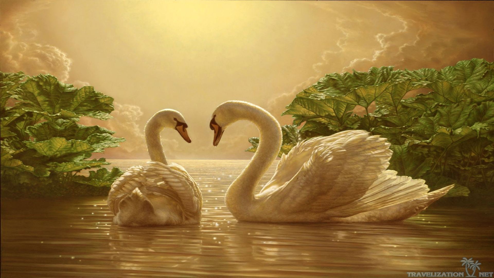 1920x1080 Swans In Love Wallpaper