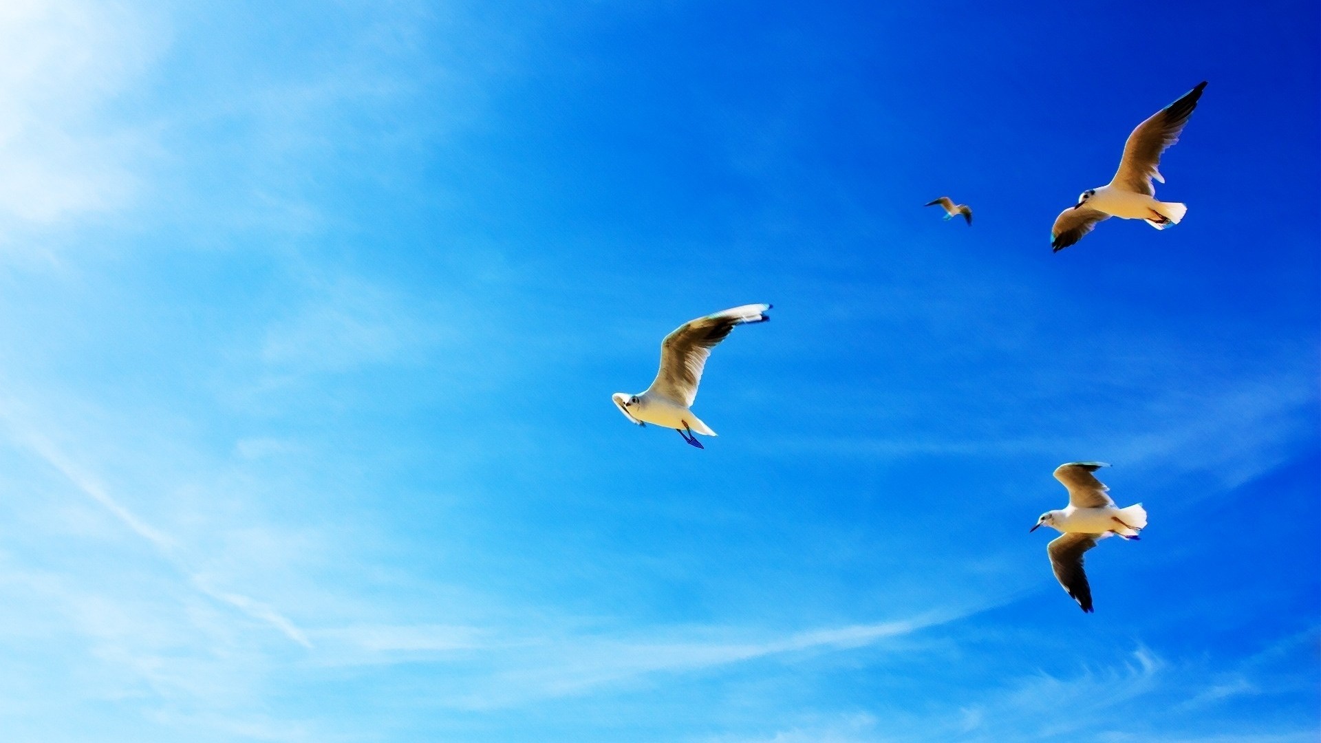 1920x1080  Wallpaper gulls, blue sky, flying